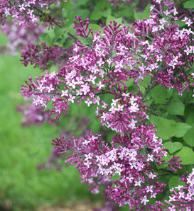 Colorful display of blooming lilacs at the Lilac Festival 2025