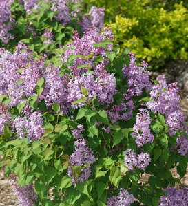 Scentara Pura® - Lilac - Syringa x hyacinthiflora