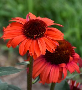 Eye-Catcher™ Tanager - Coneflower - Echinacea purpurea