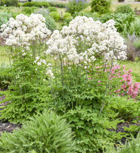 Cotton Ball - Meadow Rue - Thalictrum hybrid