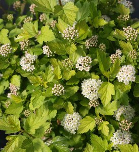 Tiny Wine® Gold - Ninebark - Physocarpus opulifolius