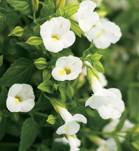 Catalina® White Linen - Wishbone Flower - Torenia hybrid