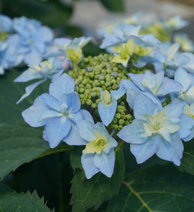 Tuff Stuff Ah-Ha® - Reblooming Mountain Hydrangea - Hydrangea serrata