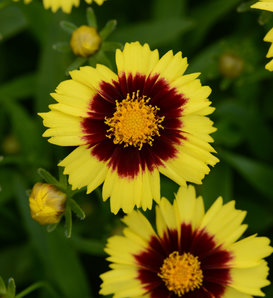Uptick™ Yellow & Red - Tickseed - Coreopsis hybrid