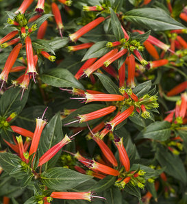 Vermillionaire® - Large Firecracker Plant - Cuphea hybrid