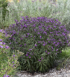 'Prairie Princess' - Ironweed - Vernonia hybrid