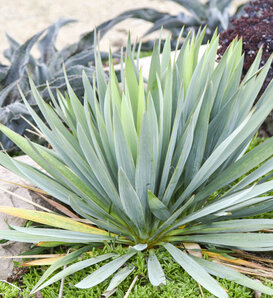 'Dragon Slayer' - Adam's Needle - Yucca hybrid