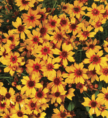 Coreopsis | Proven Winners