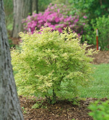 acer_metamorphosa_1.jpg | Proven Winners