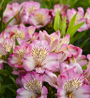 Alstroemeria Summer Break Apj23 9.jpg 