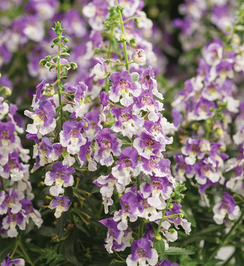 Angelface® White - Summer Snapdragon - Angelonia angustifolia hybrid ...