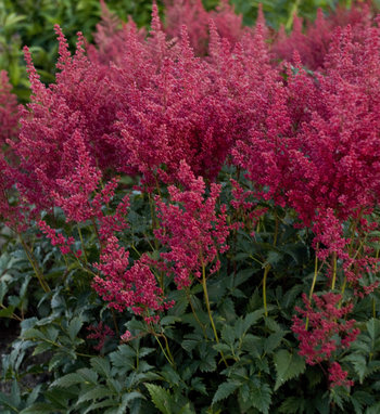 astilbe_montgomery_cjw.jpg | Proven Winners