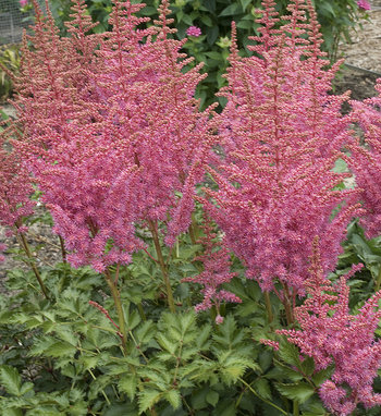 astilbe_rise_and_shine.jpg | Proven Winners