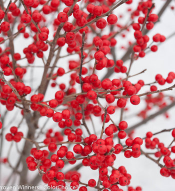 berry_poppins_ilex_verticillata_hr.jpg | Proven Winners