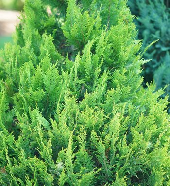 Pinpoint® Blue - False Cypress - Chamaecyparis lawsoniana | Proven Winners