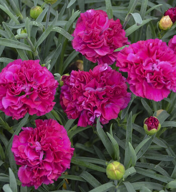 Dianthus Flowers (Pinks) | Proven Winners