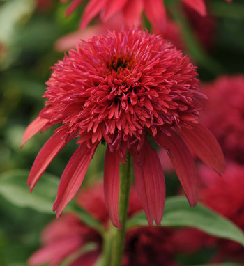 Double Scoop™ Bubble Gum - Coneflower - Echinacea hybrid | Proven Winners