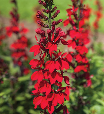 Lobelia | Proven Winners