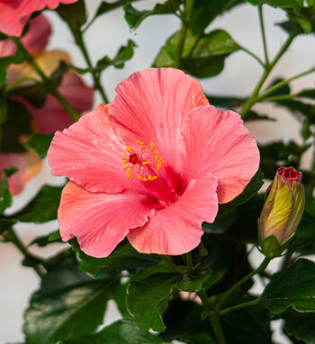 Hollywood Hibiscus™ | Proven Winners