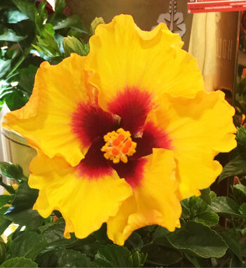 Hollywood Hibiscus™ | Proven Winners