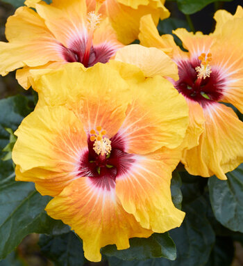 Hollywood Hibiscus™ Hot Shot™ - Tropical Hibiscus - Hibiscus rosa ...