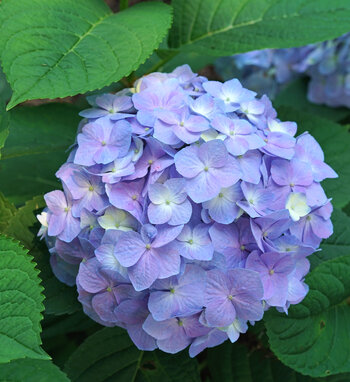 Let's Dance® Blue Jangles® - Reblooming hydrangea - Hydrangea ...