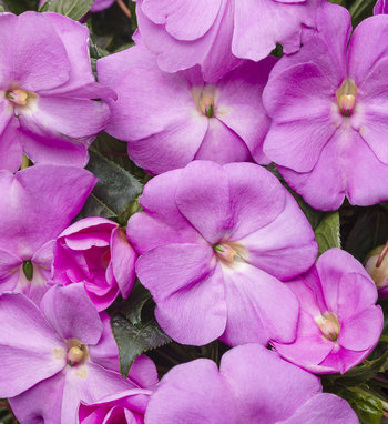 Infinity® Light Purple - New Guinea Impatiens - Impatiens hawkeri ...