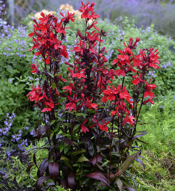 Lobelia | Proven Winners