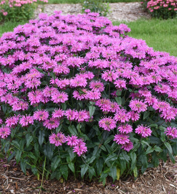 Monarda | Proven Winners