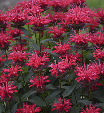 Monarda | Proven Winners