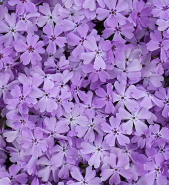 Spring Bling® 'Ruby Riot' - Hybrid Spring Phlox - Phlox hybrid | Proven ...