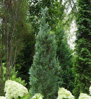 pinpoint_blue_evergreen_landscape.jpg | Proven Winners