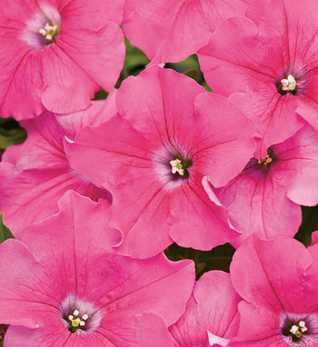 Supertunia Petunias | Proven Winners