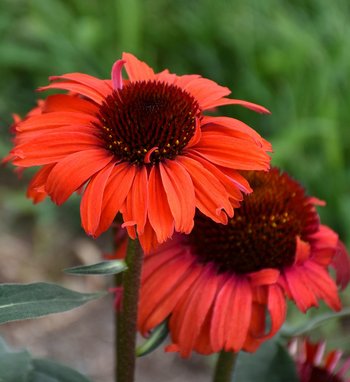 Eye-Catcher™ Coral Craze - Coneflower - Echinacea purpurea | Proven Winners