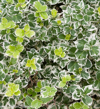 bobo_hydrangea_and_white_album_euonymus.jpg | Proven Winners