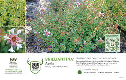 Abelia Brilliantina® 11x7" Variety Benchcard