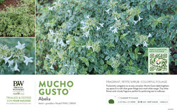 Abelia Mucho Gusto™ 11x7" Variety Benchcard