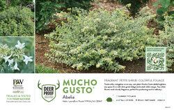 Abelia Mucho Gusto® 11x7" Variety Benchcard