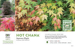 Acer Hot Chana™ (Japanese Maple) 11x7" Variety Benchcard