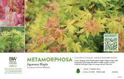 Acer Metamorphosa® (Japanese Maple) 11x7" Variety Benchcard