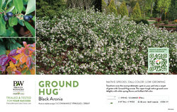 Aronia Ground Hug® 11x7" Variety Benchcard