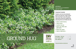 Low hedge of Ground Hug aronia.