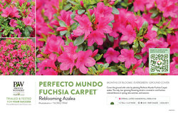 Rhododendron Perfecto Mundo Fuchsia Carpet™ (Azalea) 11x7" Variety Benchcard