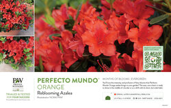 Rhododendron Perfecto Mundo® Orange (Azalea) 11x7" Variety Benchcard