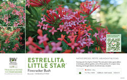 Bouvardia Estrellita Little Star® (Firecracker Bush) 11x7" Variety Benchcard