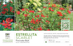 Bouvardia Estrellita™ Scarlet (Firecracker Bush) 11x7" Variety Benchcard