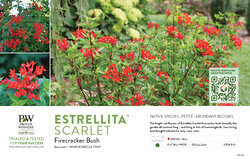 Bouvardia Estrellita® Scarlet (Firecracker Bush) 11x7" Variety Benchcard