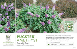 Buddleia Pugster® Amethyst (Butterfly Bush) 11x7" Variety Benchcard