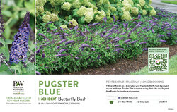 Buddleia Pugster Blue® (Butterfly Bush) 11x7" Variety Benchcard