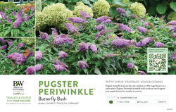 Buddleia Pugster Periwinkle® (Butterfly Bush) 11x7" Variety Benchcard